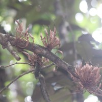 Cullenia rosayroana Kosterm.